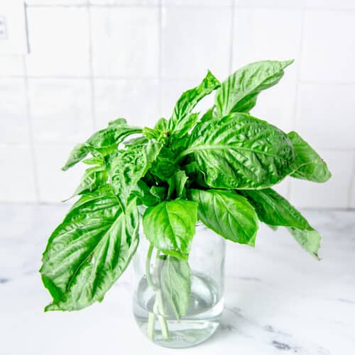 How to Store Fresh Basil The Best Way Chopnotch