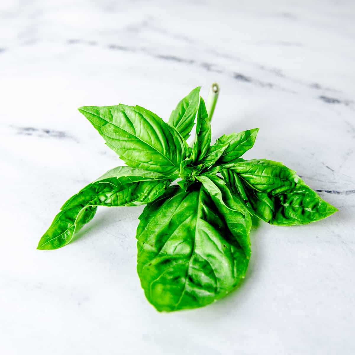 Basil bunch on a kitchen counter.