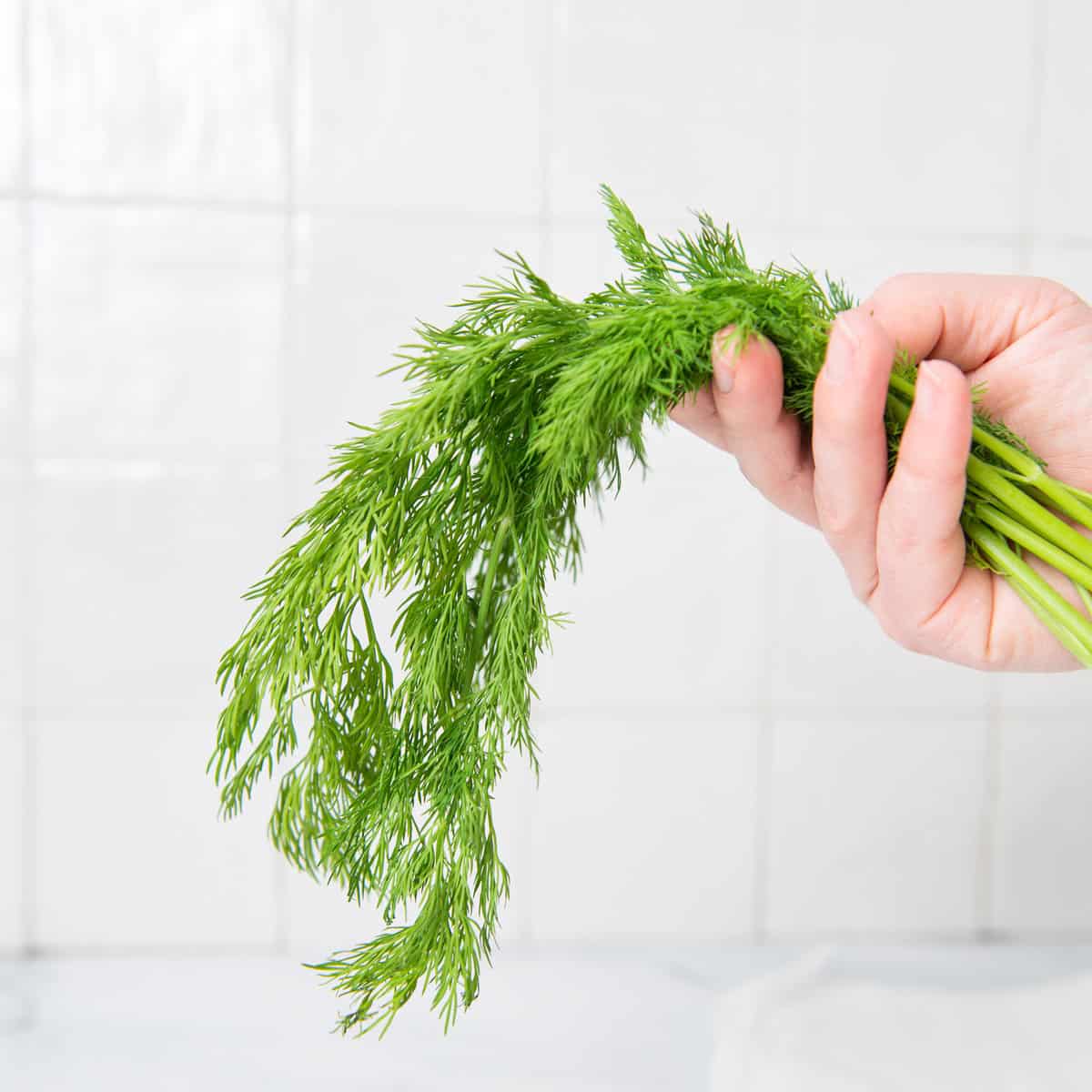 Bunch of dill in a hand.
