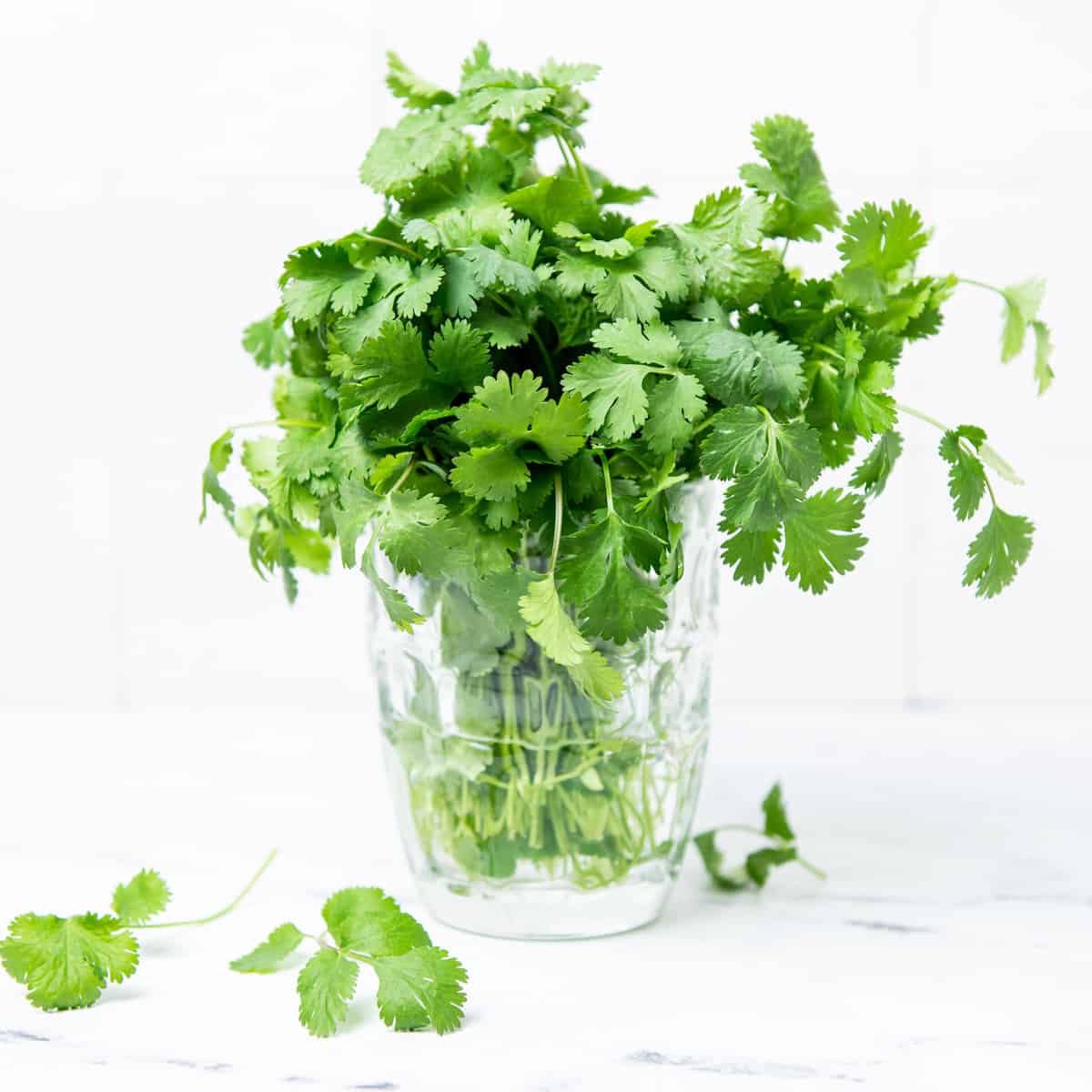 Cilantro stems in a clear glass jar with water.