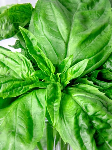 Close up image of basil leaves.