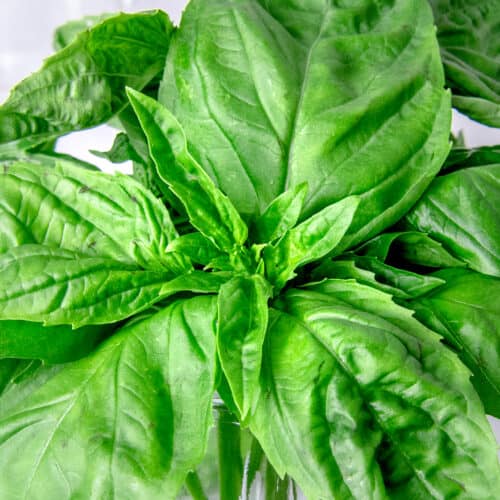 How to Store Fresh Basil The Best Way Chopnotch