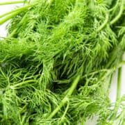 Close up image of dill.