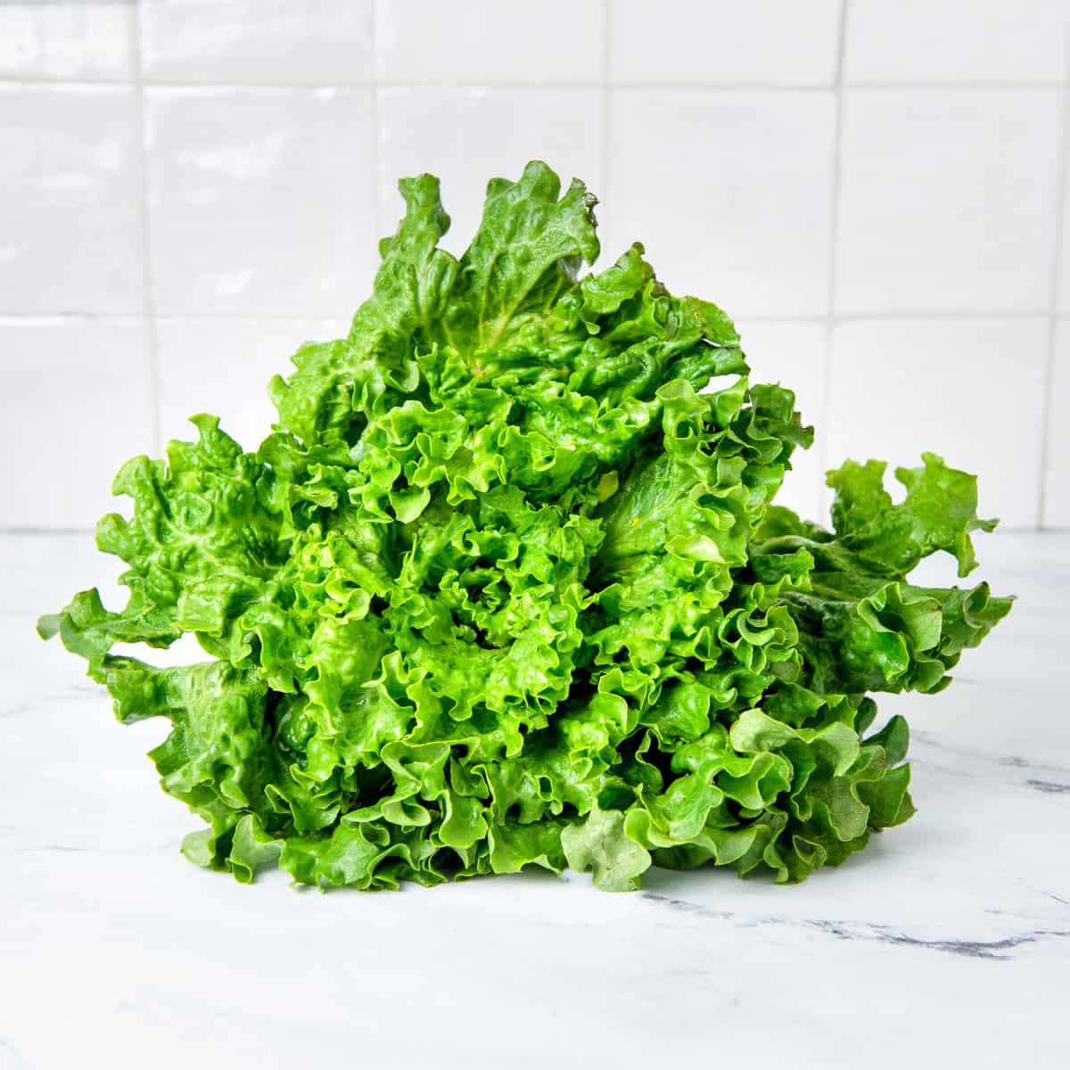 A head of lettuce on a kitchen counter.