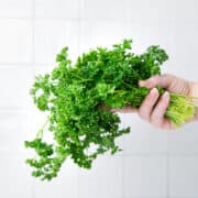 Parsley bunch being held in a hand.