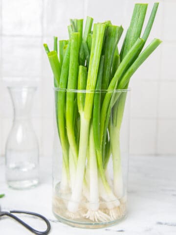 Scallions in a jar with wate and black scissors on a kitchen counter.