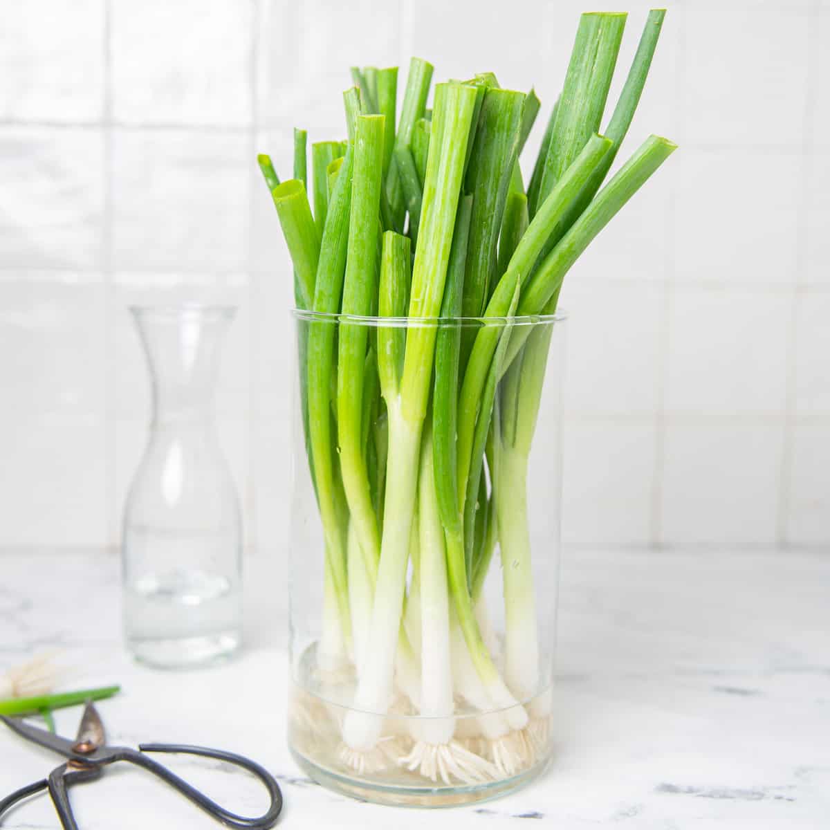 Scallions in a jar with wate and black scissors on a kitchen counter.