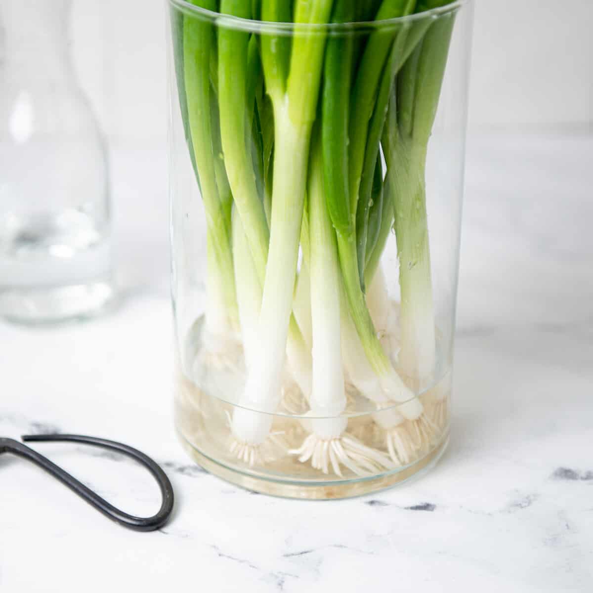 Scallions in a jar with water.